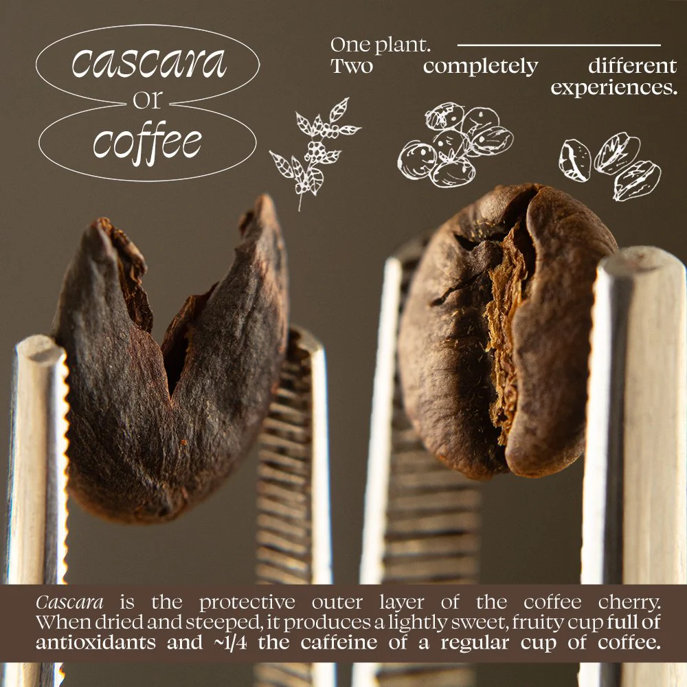 Organic Cascara - Tea Bags - Image 2