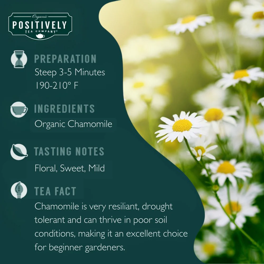 Organic Chamomile - Tea Bags - Image 3