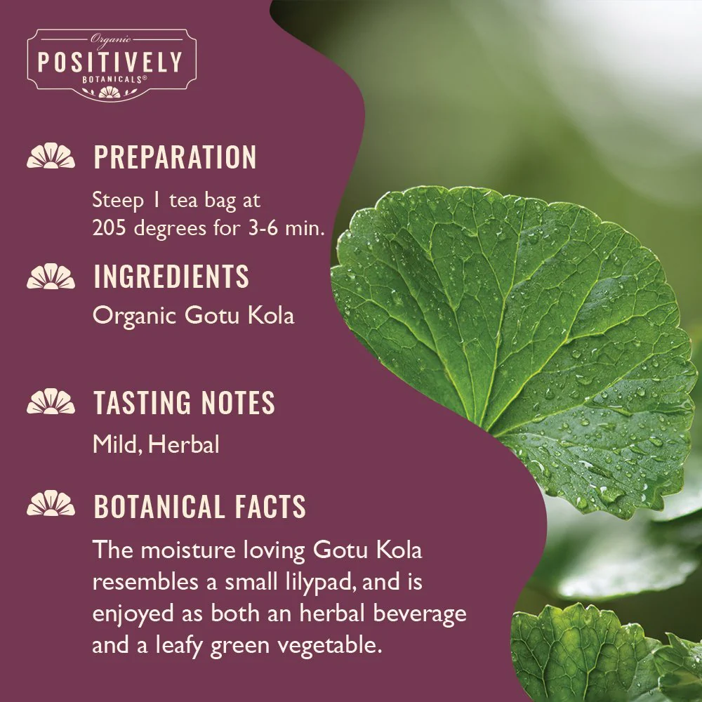 Organic Gotu Kola - Botanical Tea Bags - Image 3
